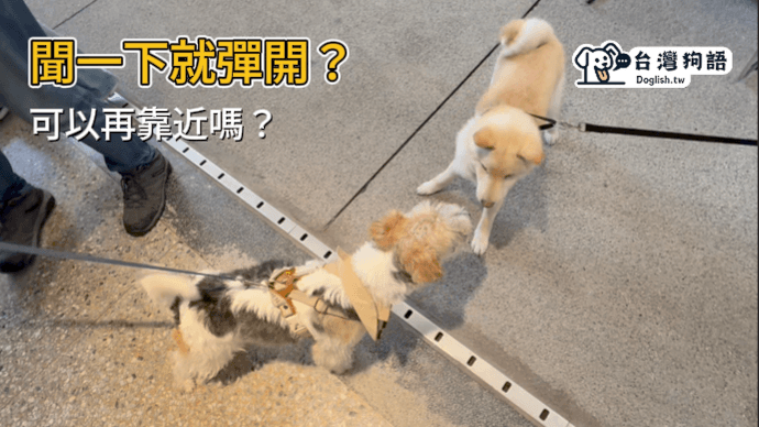 狗狗剛見面怎麼互動才安全？老師解析關鍵肢體語言 - 台灣狗語