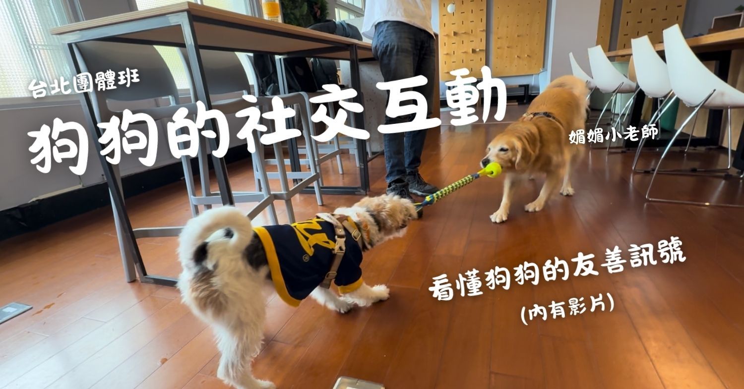 狗狗的社交與互動：用影片看懂狗狗的友善訊號 - 台灣狗語
