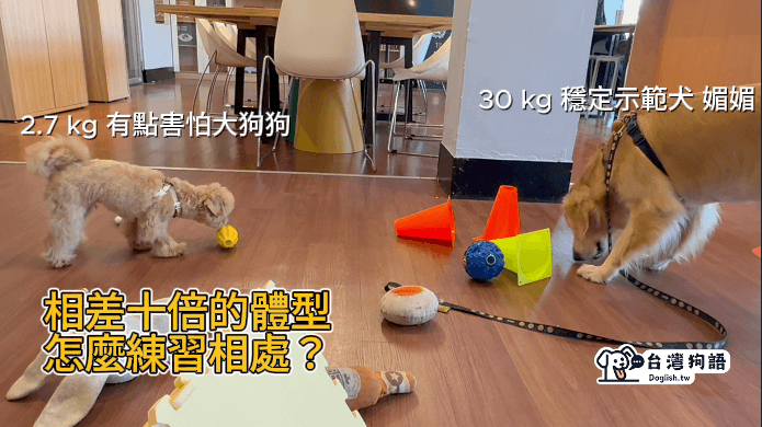 玩玩具時的前進後退：狗狗正在測量安全距離 - 台灣狗語