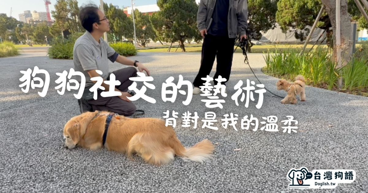 狗狗一起散步該怎麼做？小型犬社交的距離藝術 - 台灣狗語