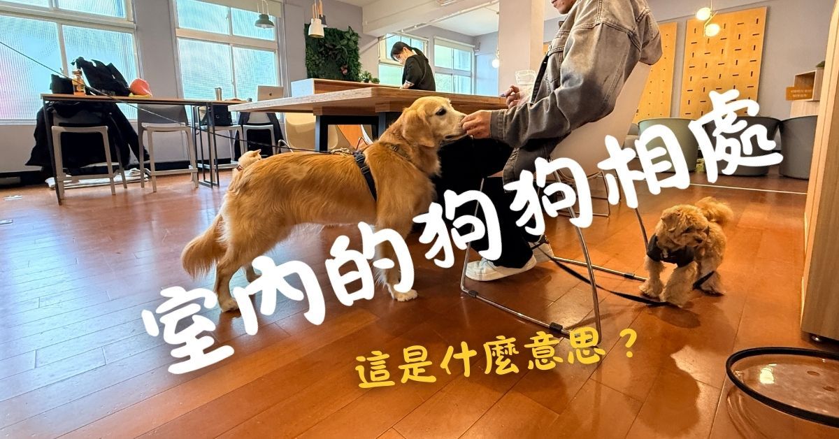 狗狗互動要不要介入？室內兩狗互動觀察來了 - 台灣狗語