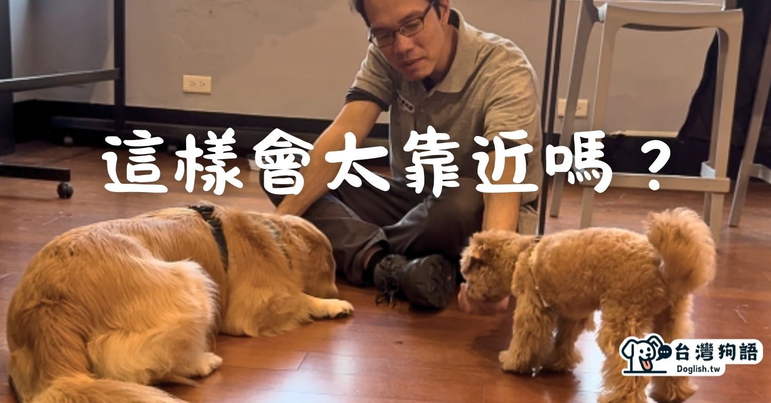 室內一起吃東西：前進與後退，給空間讓狗狗判斷 - 台灣狗語