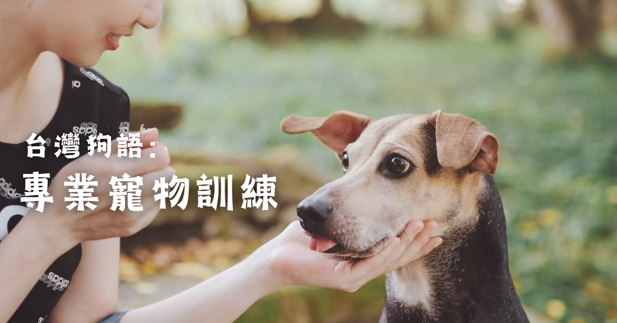 快速小測驗！看你家狗狗可以讀幾年級？「台灣狗小」可以畢業嗎？ - 台灣狗語