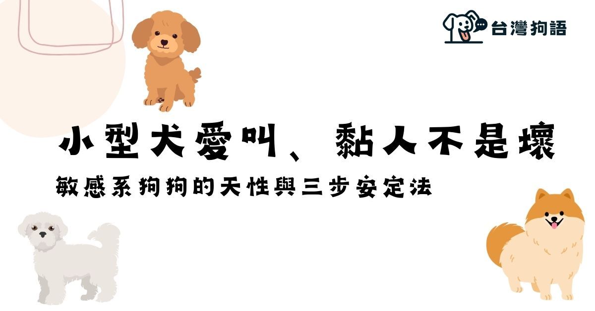 小型犬愛叫、黏人、分離焦慮怎麼辦？敏感系狗狗的安定訓練法 - 台灣狗語