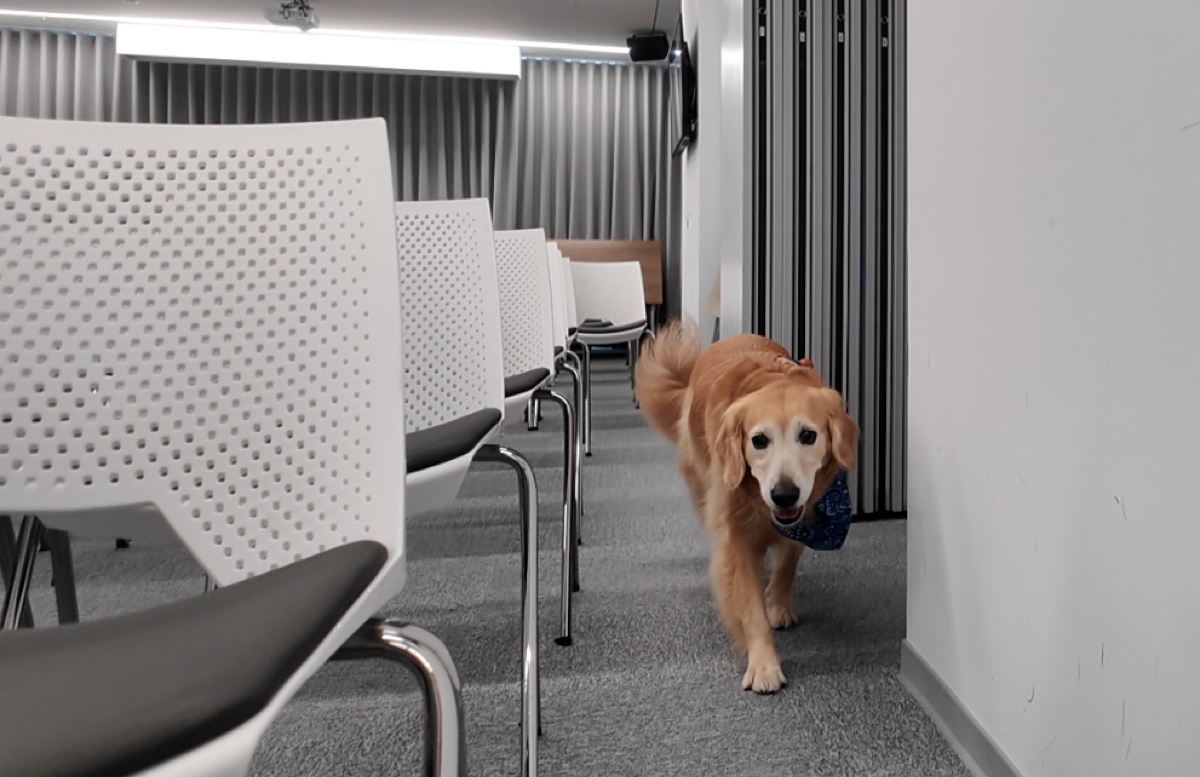 示範犬在場地活動